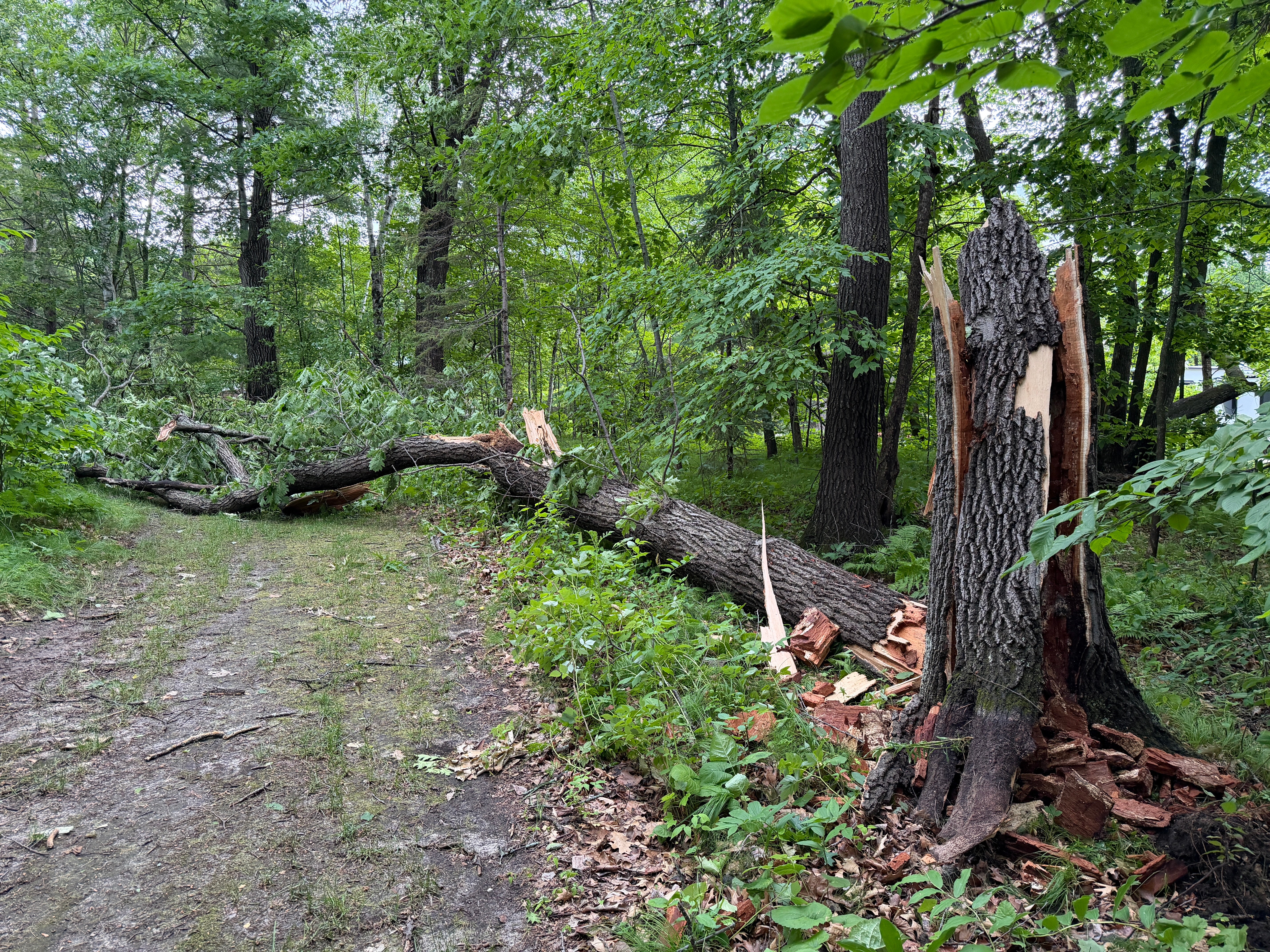 A tree broken off the trunk and lying on the road. 