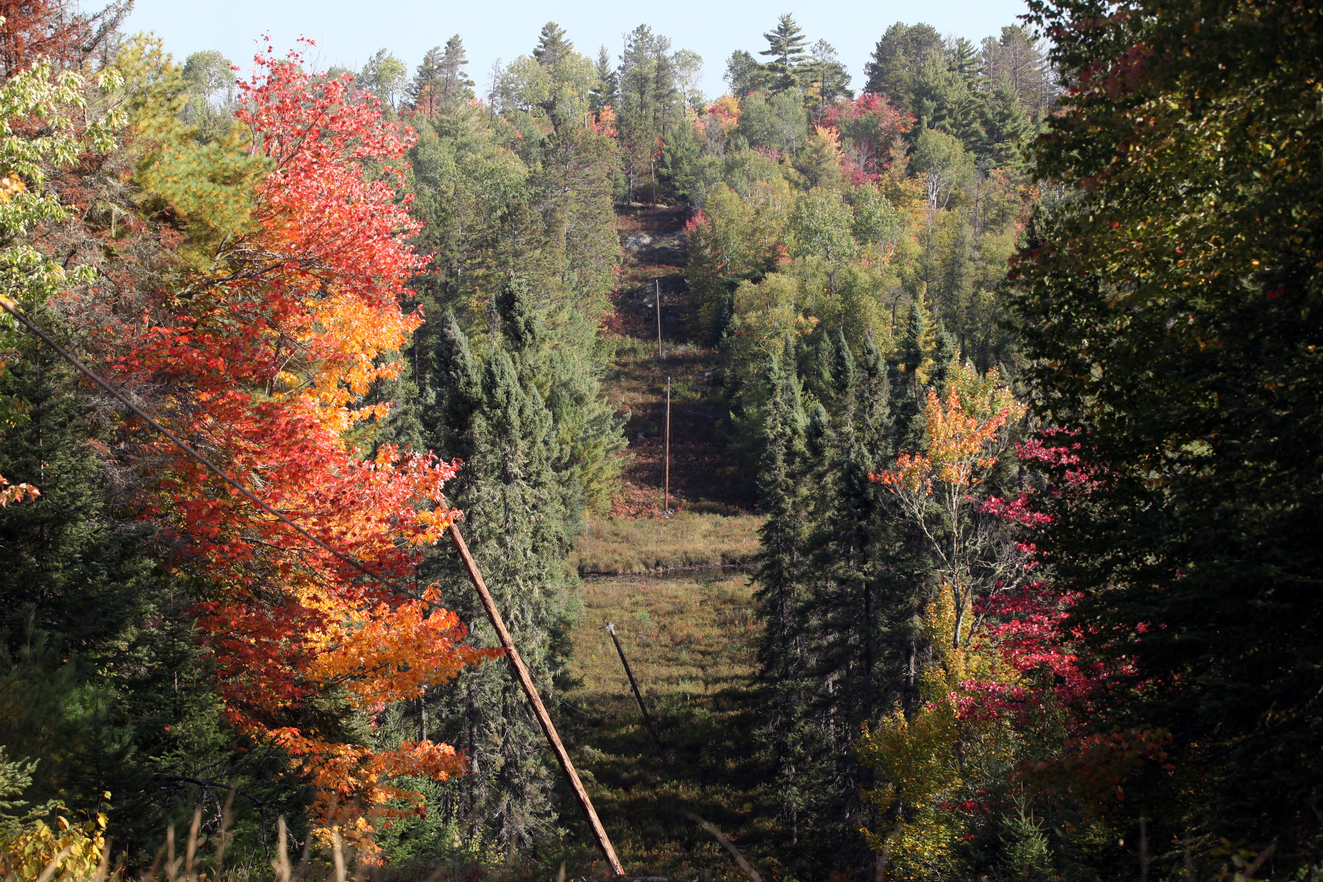Power lines running along orange and green colored leaves