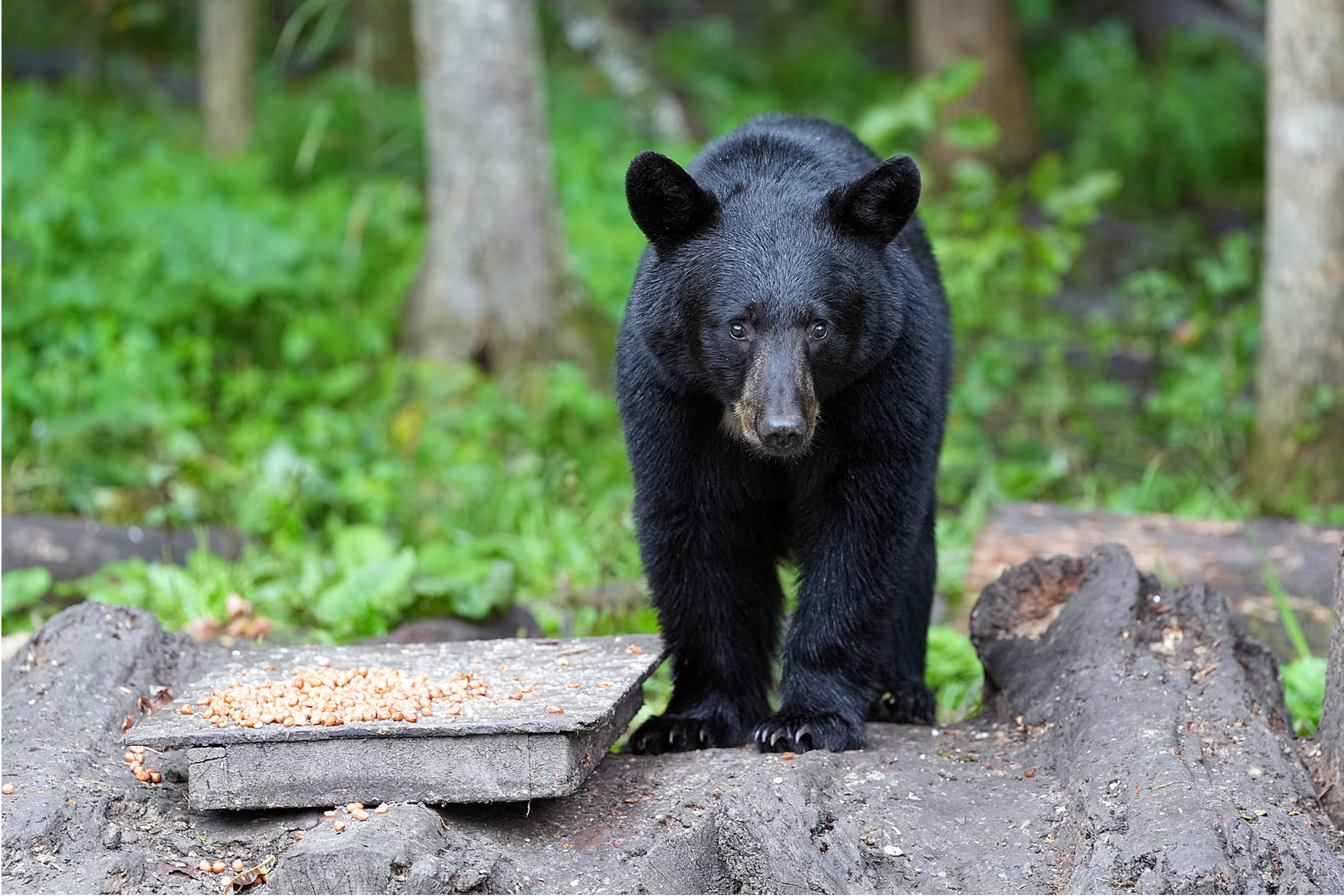 black bear standing on a rock in the woods
