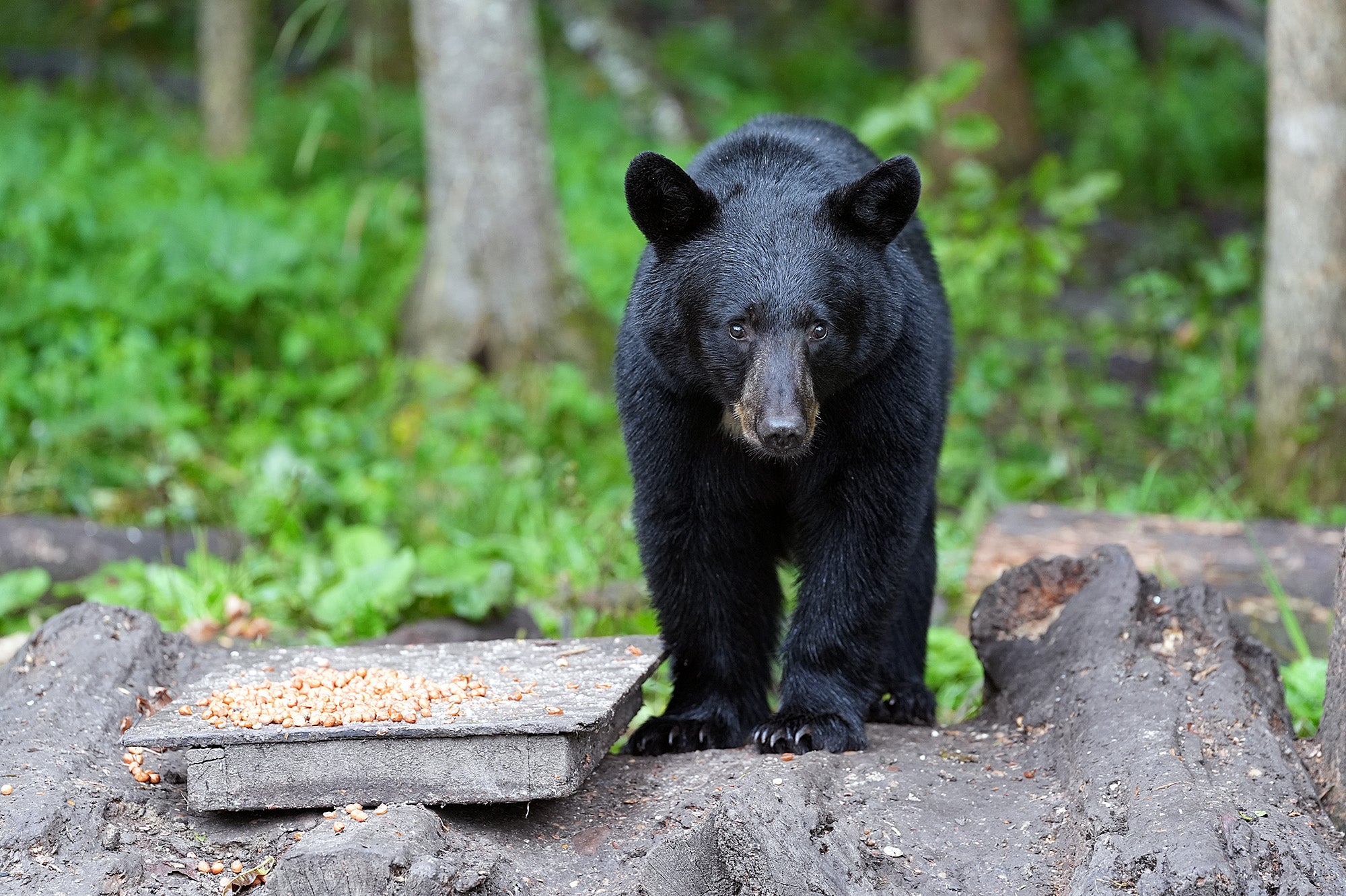 A black bear stands in a lush green forest beside a low feeding platform scattered with corn.