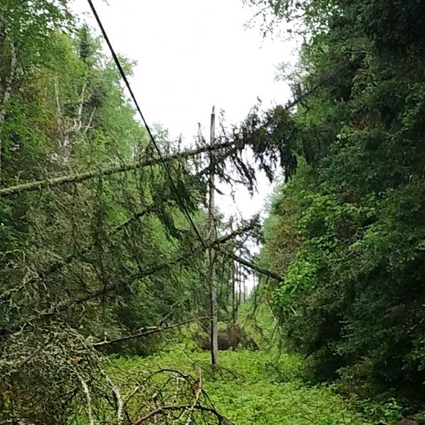 tree damage to line